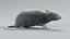 Norway Rat Rigged Xgen 3D model