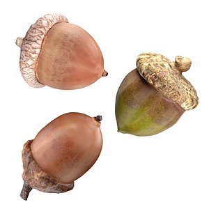 3D model Acorn set