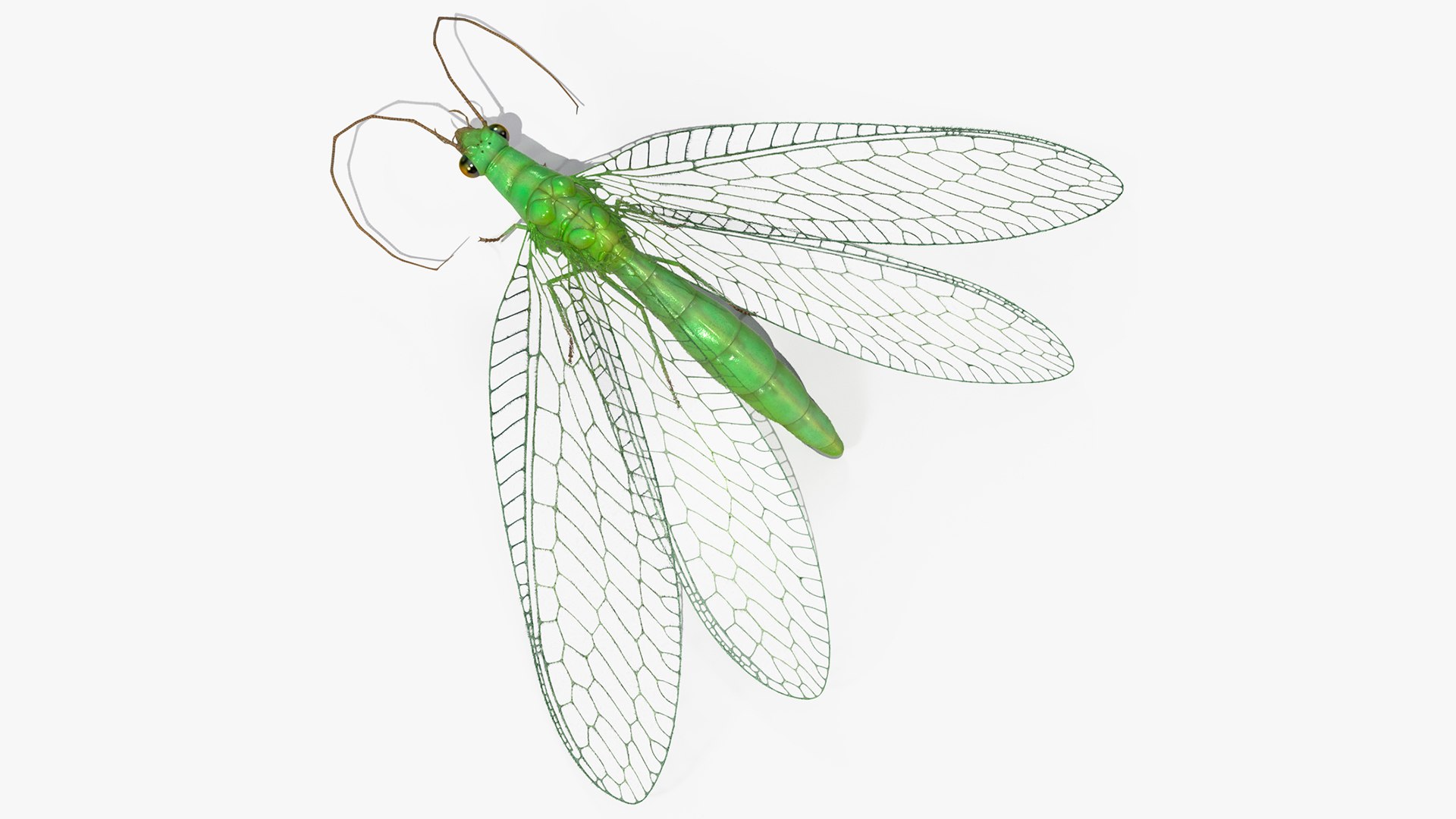 Green Lacewing Fur Rigged 3D model preview