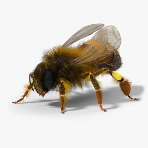 Honey Bee Insect Eating Animated Fur Rigged For Blender