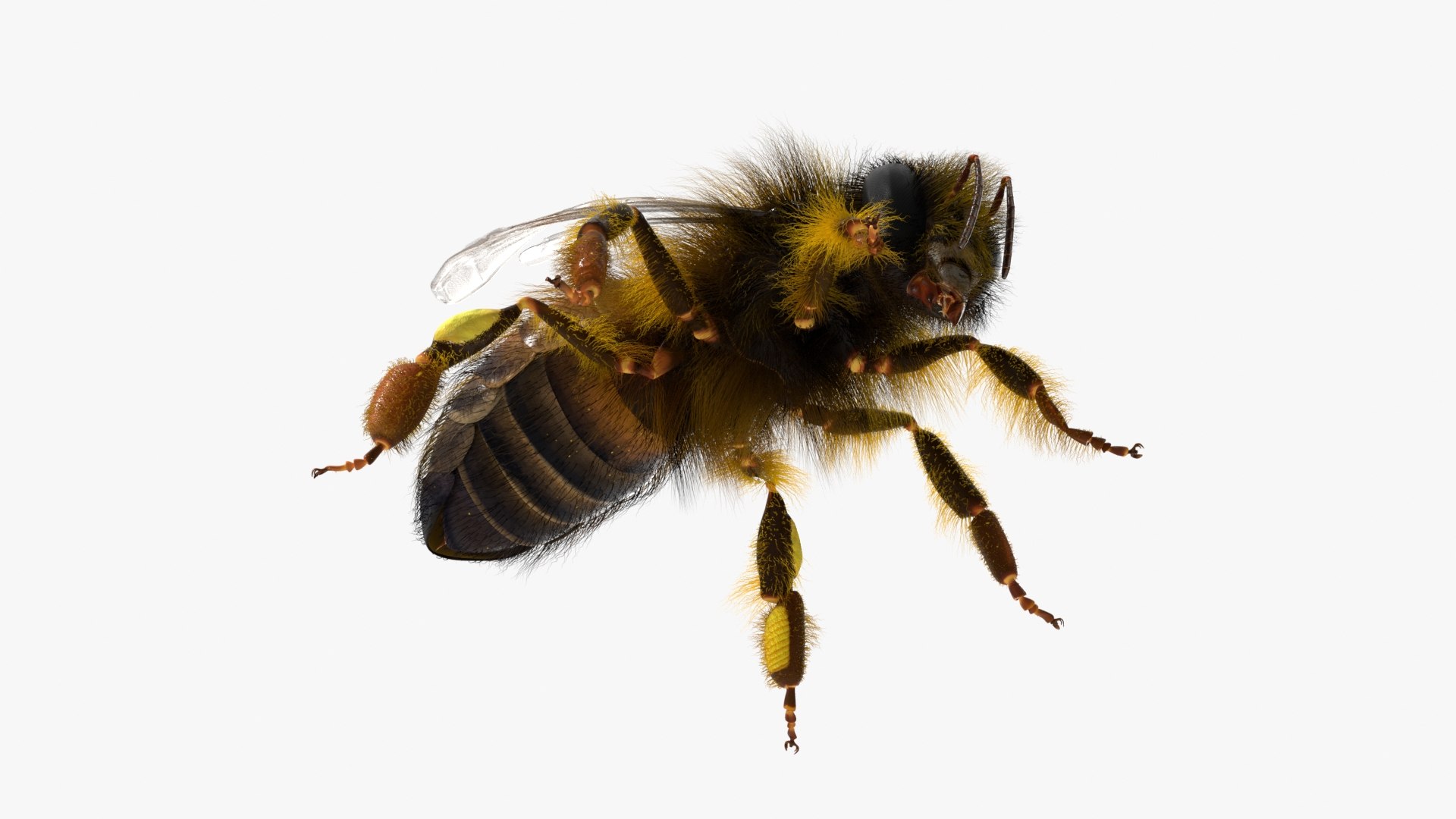 Honey Bee Insect Eating Animated Fur Rigged For Blender 3D Model ...