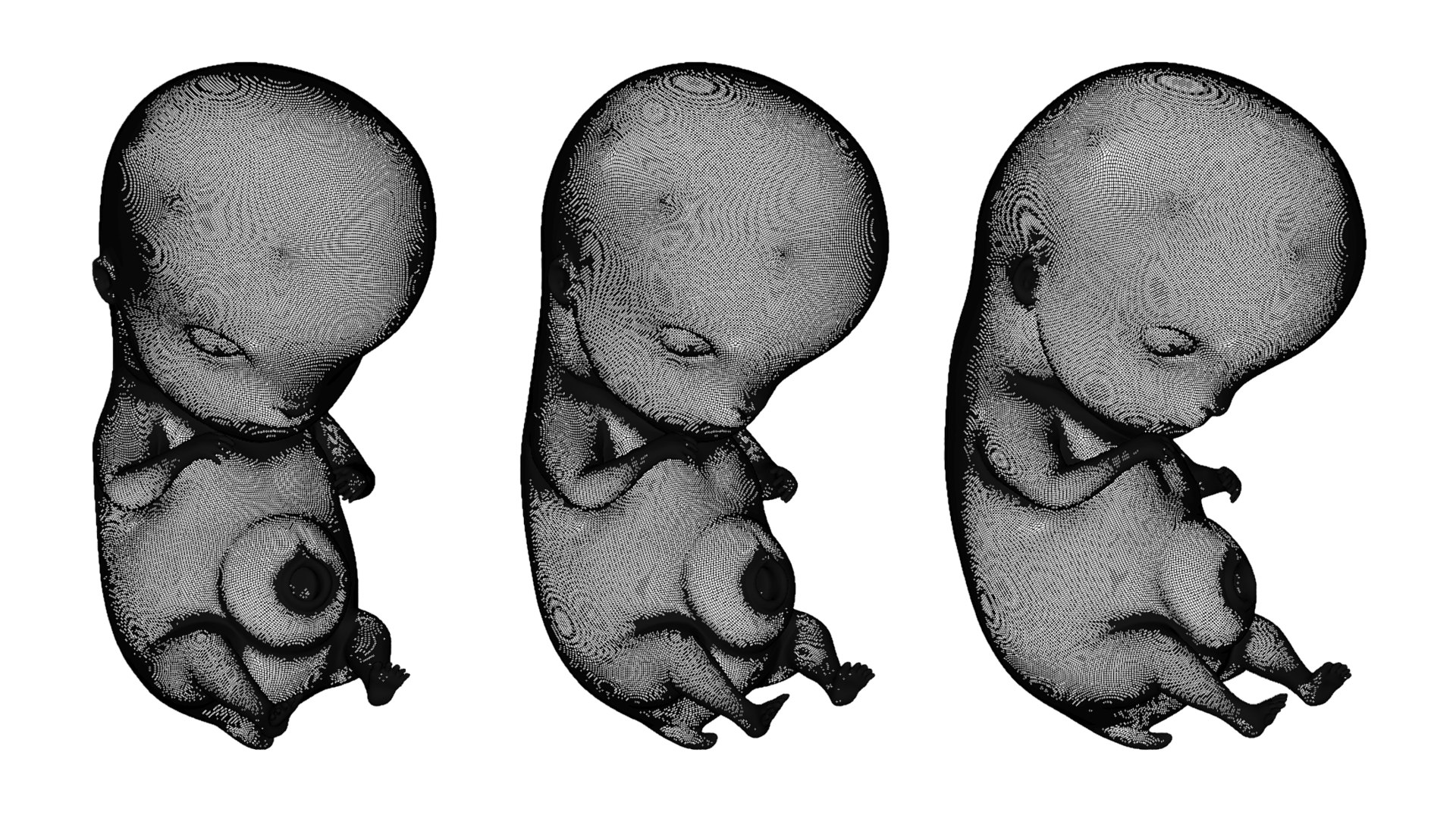 6 Weeks Human embryonic Baby Stages 3D model - TurboSquid 2036032