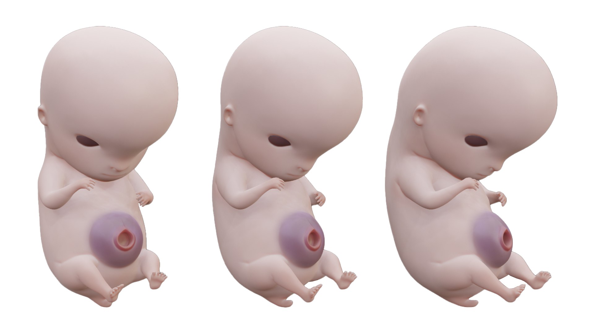 6 Weeks Human embryonic Baby Stages 3D model - TurboSquid 2036032