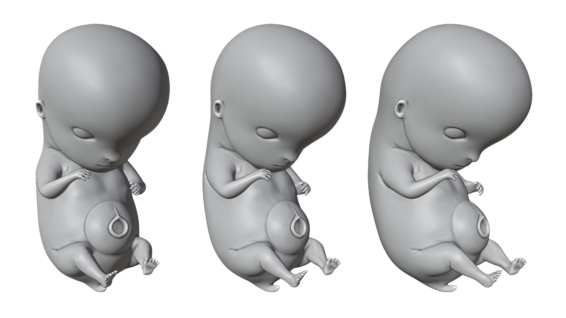 6 Weeks Human embryonic Baby Stages 3D model - TurboSquid 2036032