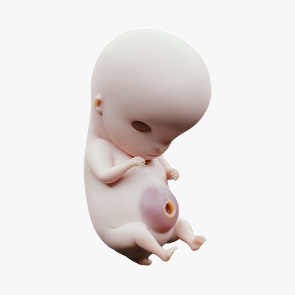 modelo 3d 6 Weeks Human embryonic Baby Stages - TurboSquid 2036032