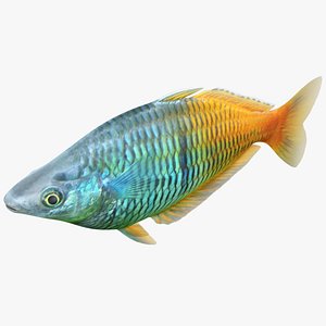 boesemani rainbowfish rigged 3D model