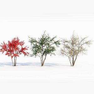 Amelanchier lamarckii c