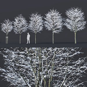 5 tilia trees 3D model