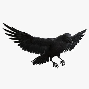 Raven 3D Models for Download | TurboSquid