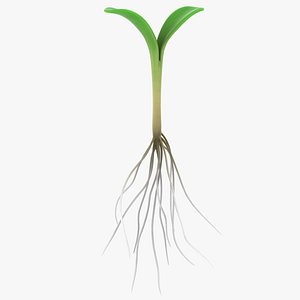 Sprout Roots