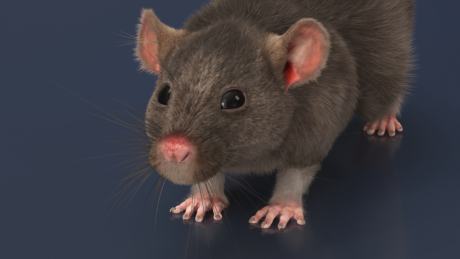 Realistic Rat With Fur For Cinema 4D 3D - TurboSquid 2352557