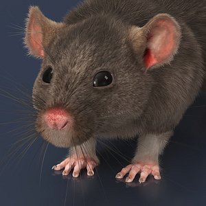 Realistic Rat with Fur for Cinema 4D