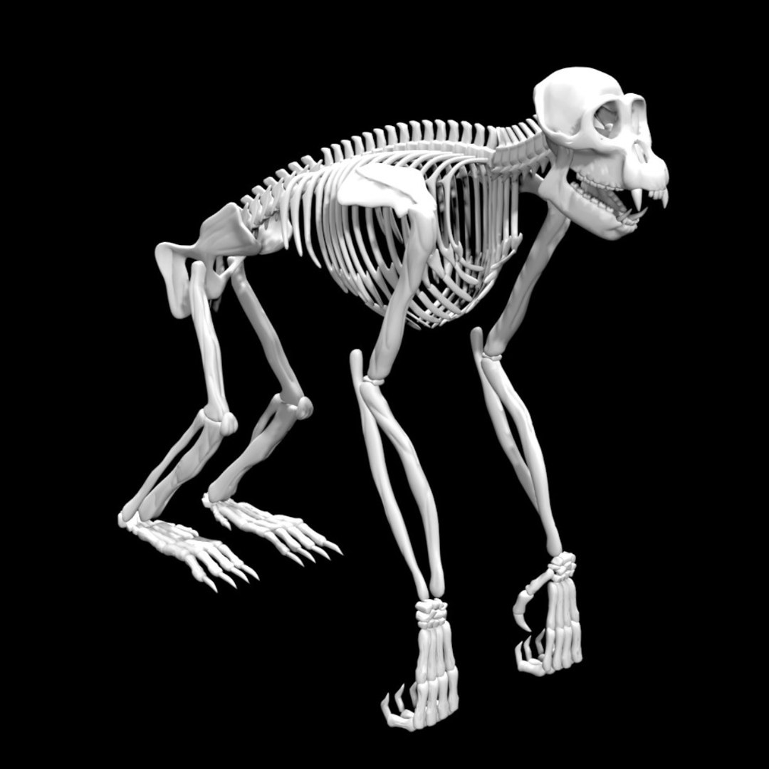 チンパンジーの骨格3Dモデル - TurboSquid 1885052