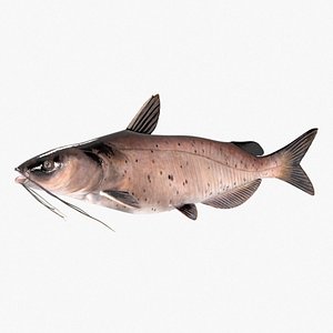 Trophy Channel Catfish model