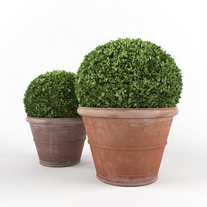 Boxwood - Set 4