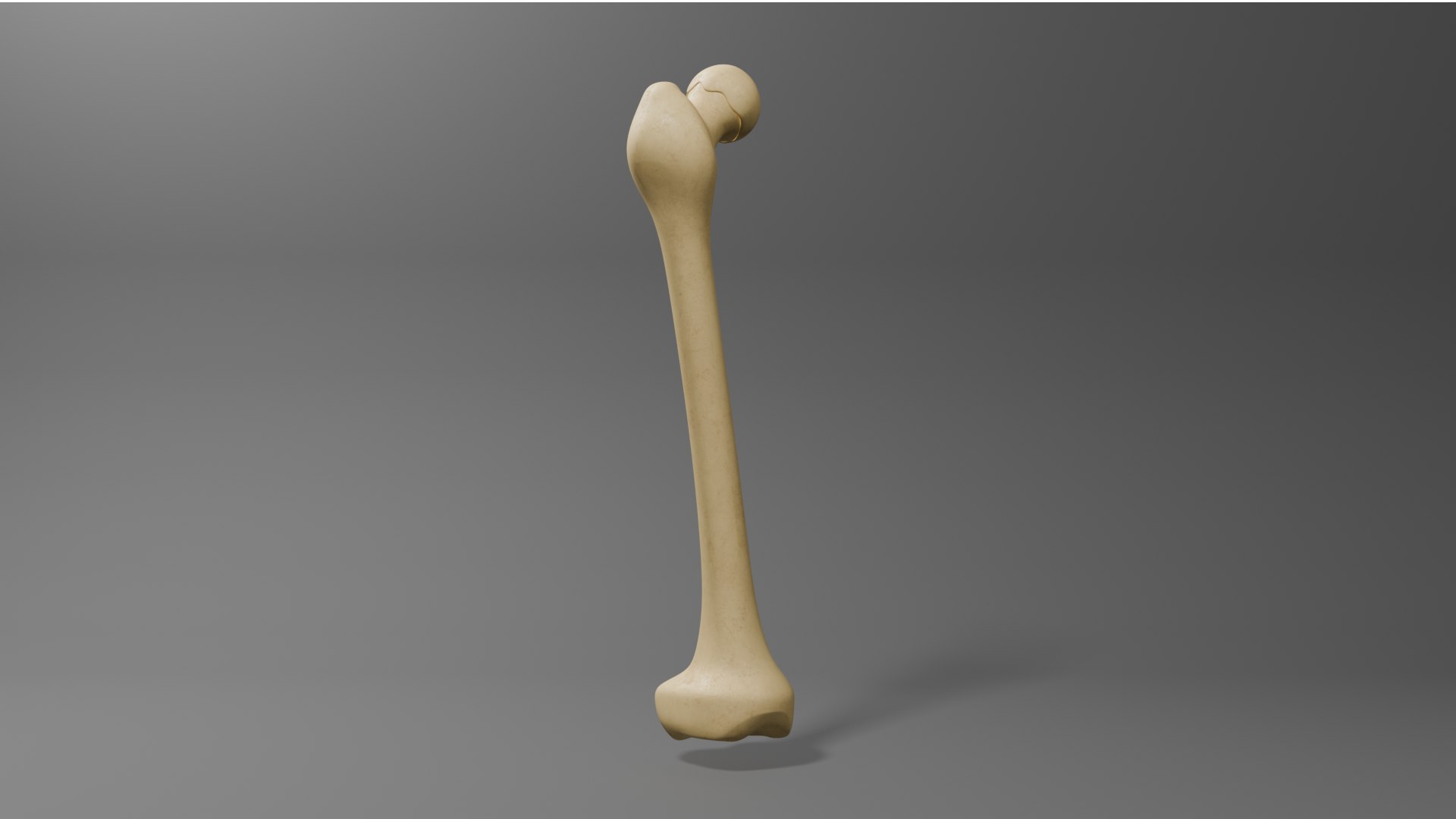 Free Femur 3D Model - TurboSquid 2316539