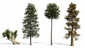 Realistic Pine Tree Asset Pack