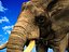 Elefant (afrikanisch)