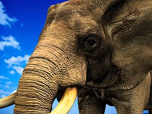 Elephant (african)