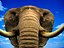 Elefant (afrikanisch)