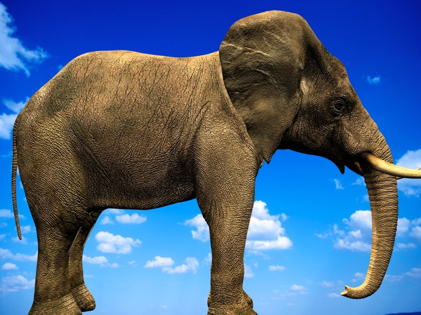 3d african elephant https://p.turbosquid.com/ts-thumb/NY/ckJ0Nj/XORYbOLA/4/jpg/1448290736/1920x1080/fit_q87/996e59332808fbec489f95ddeb0fb3745a852e52/4.jpg