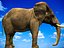 Elefant (afrikanisch)