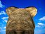 Elefant (afrikanisch)