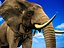 Elefant (afrikanisch)