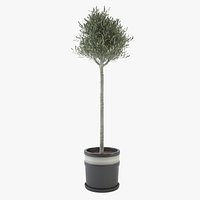 Ornamental young olive tree