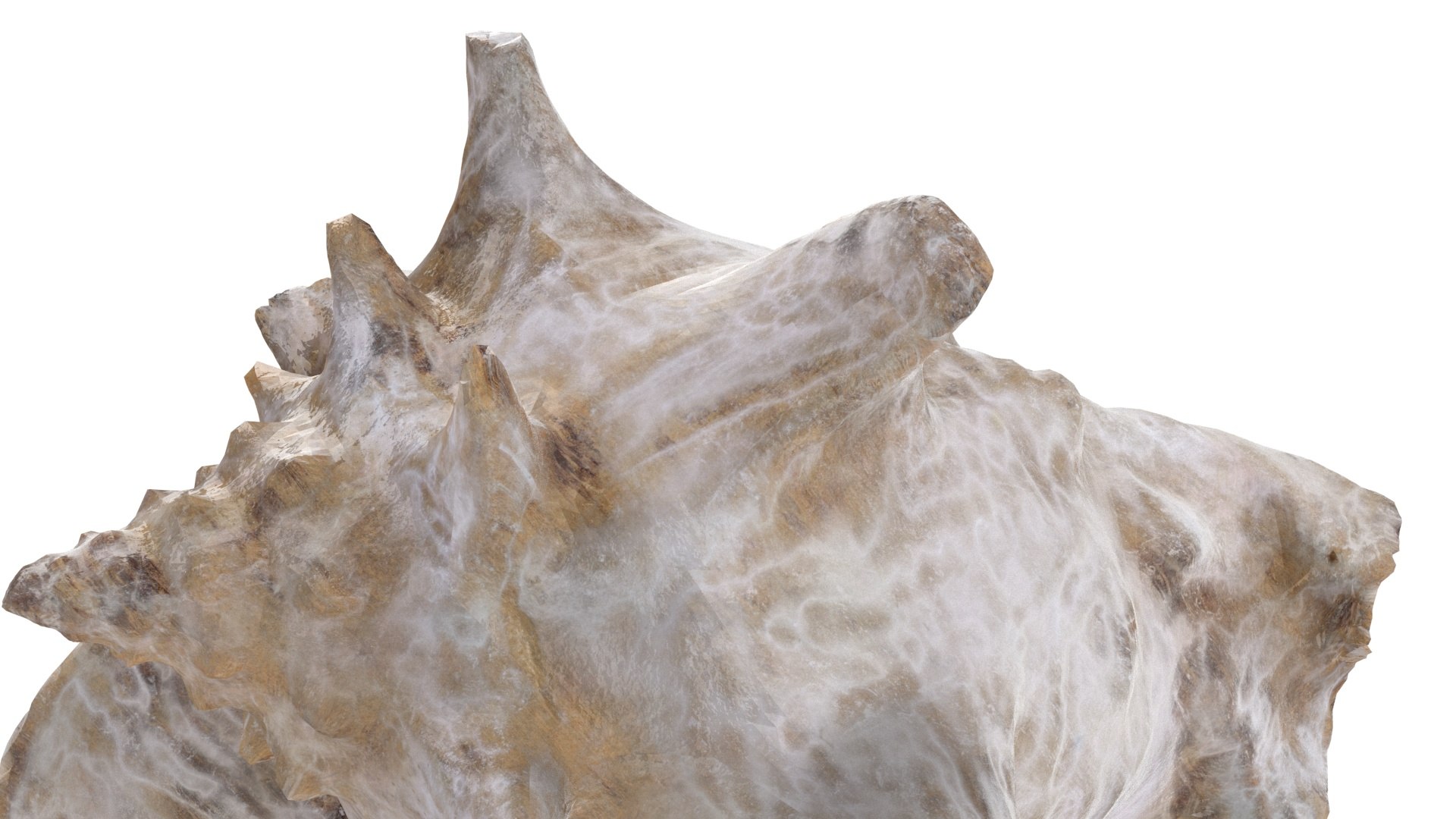 - version 3D model https://p.turbosquid.com/ts-thumb/NY/lYDmXK/3WC1KL8X/shell_01_.rgb_color.0134/jpg/1559749462/1920x1080/fit_q87/7108318745d0417a4198cd9b4a46439c1f21564d/shell_01_.rgb_color.0134.jpg