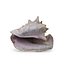 Shell 03 - Low and High Poly Versions