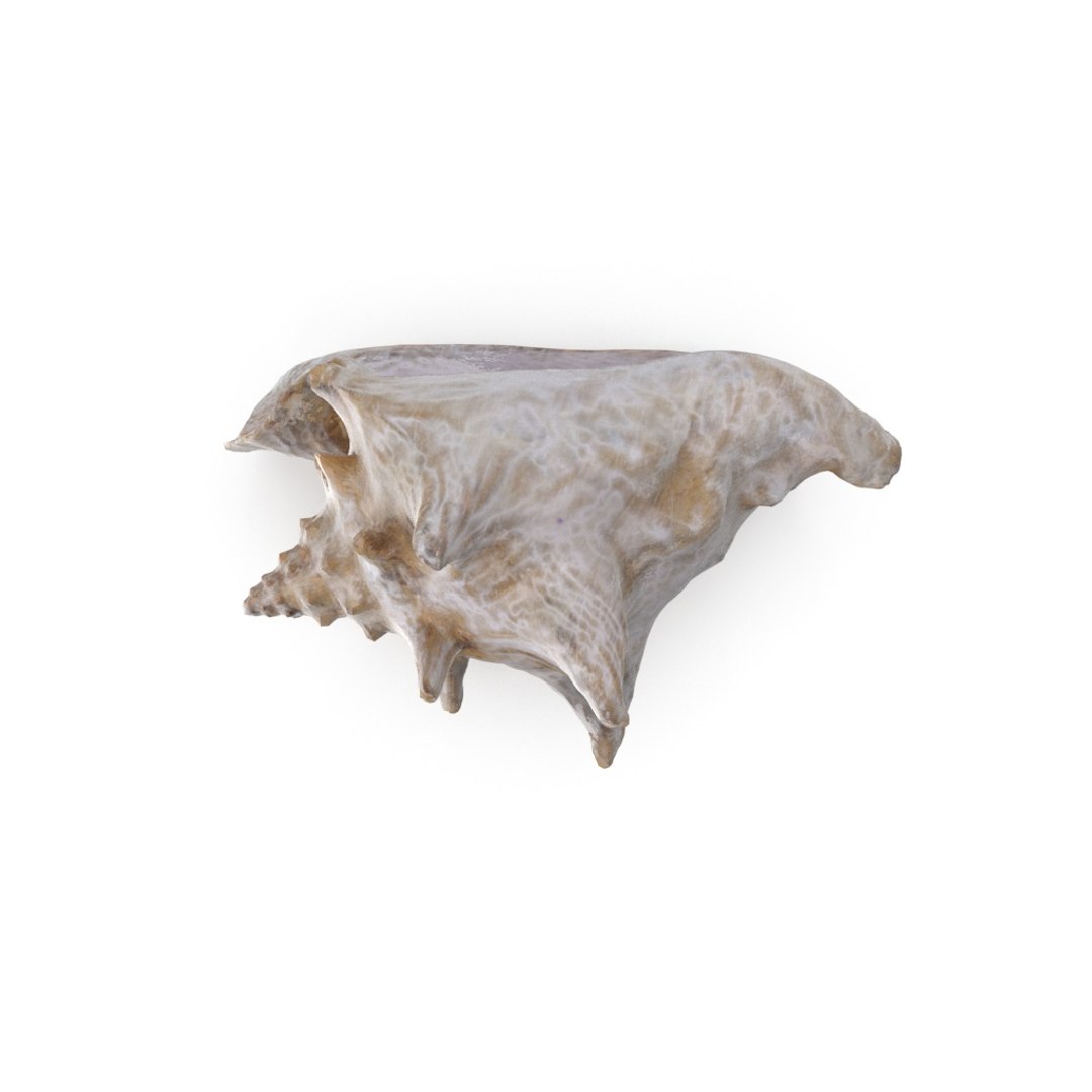 - version 3D model https://p.turbosquid.com/ts-thumb/NY/lYDmXK/CpJ18wLB/shell_01_.rgb_color.0000/jpg/1559749461/1920x1080/fit_q87/f3c94115cf23c39fd50b1394d7a67236a9096bb4/shell_01_.rgb_color.0000.jpg