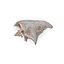 Shell 03 - Low and High Poly Versions