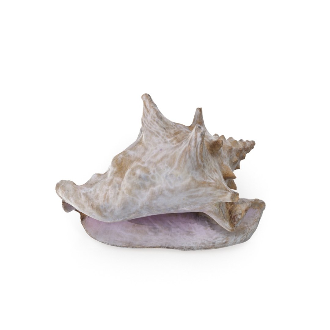 - version 3D model https://p.turbosquid.com/ts-thumb/NY/lYDmXK/MJR36eJ4/shell_01_.rgb_color.0025/jpg/1559749462/1920x1080/fit_q87/77bc0405a485f35a158dc3d7f924d424581602c6/shell_01_.rgb_color.0025.jpg