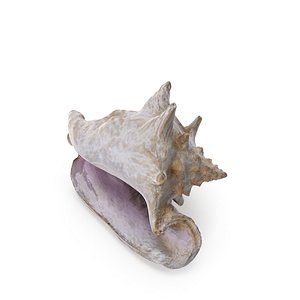 Shell 03 - Low and High Poly Versions