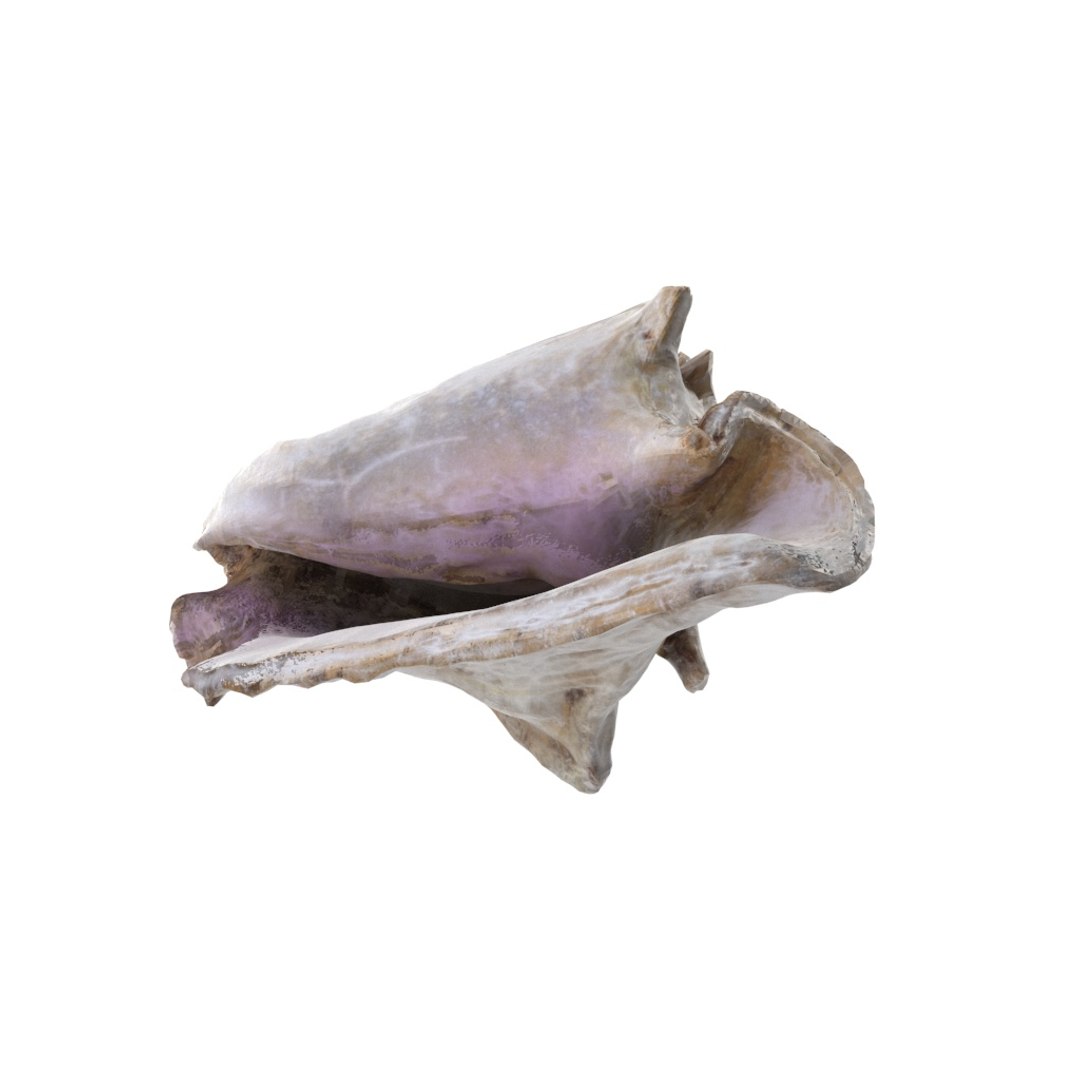 - version 3D model https://p.turbosquid.com/ts-thumb/NY/lYDmXK/Xf2FMqOX/shell_01_.rgb_color.0170/jpg/1559749462/1920x1080/fit_q87/6b2060c0ec49fb3902cd129087a4d3324f4ca581/shell_01_.rgb_color.0170.jpg