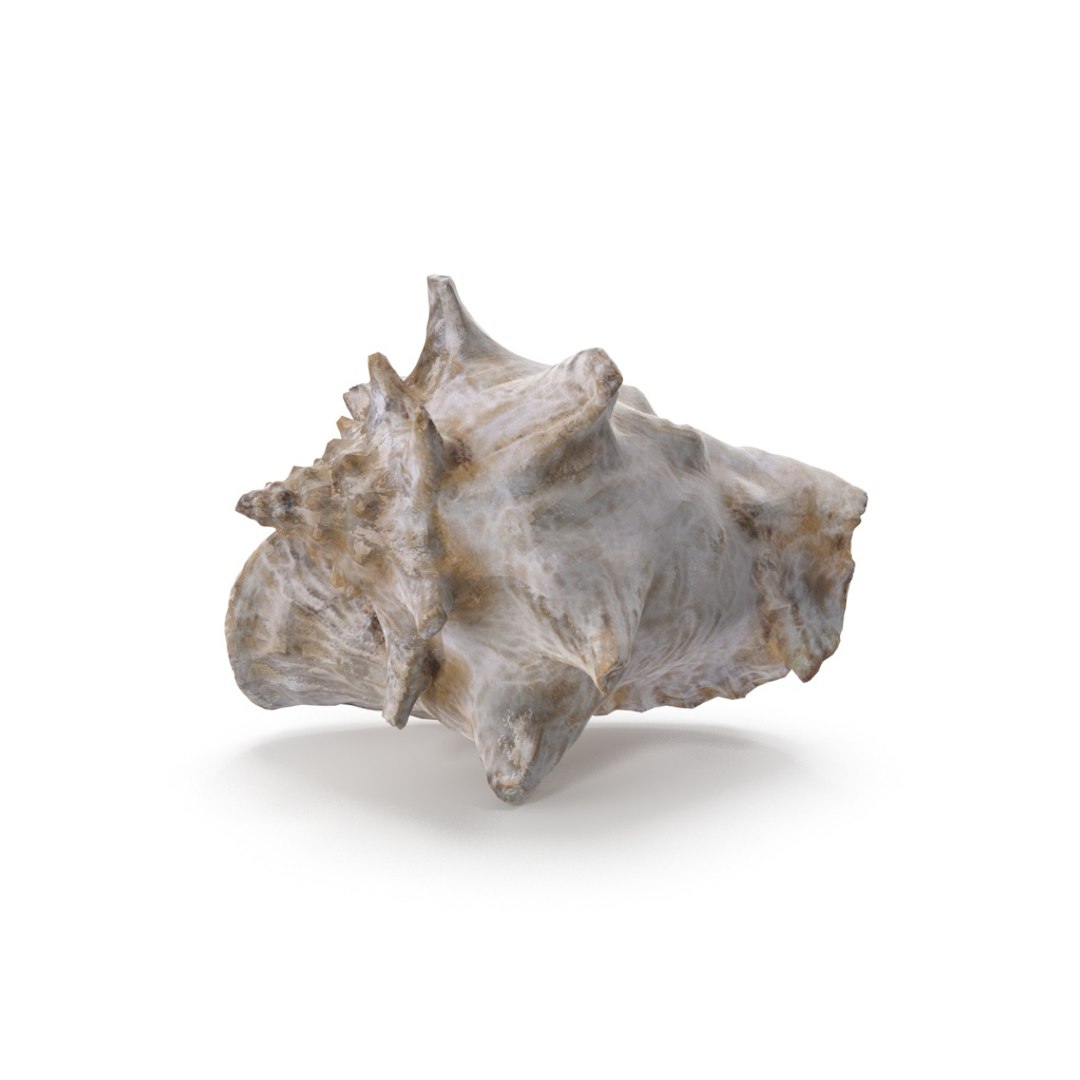 - version 3D model https://p.turbosquid.com/ts-thumb/NY/lYDmXK/YhUc2Zsj/shell_01_.rgb_color.0097/jpg/1559749462/1920x1080/fit_q87/98d984fad97aa61e4ae34a703841628102114944/shell_01_.rgb_color.0097.jpg
