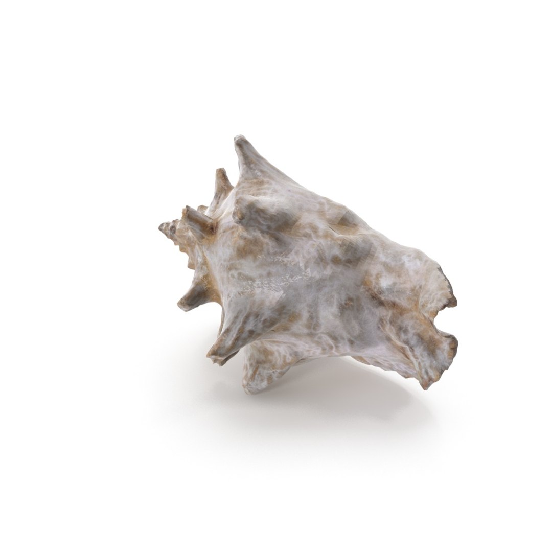 - version 3D model https://p.turbosquid.com/ts-thumb/NY/lYDmXK/ccdmPUcC/shell_01_.rgb_color.0083/jpg/1559749462/1920x1080/fit_q87/3e3462d09c06baa03c308b3b0f1710b3aeac7e92/shell_01_.rgb_color.0083.jpg