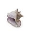 Shell 03 - Low and High Poly Versions