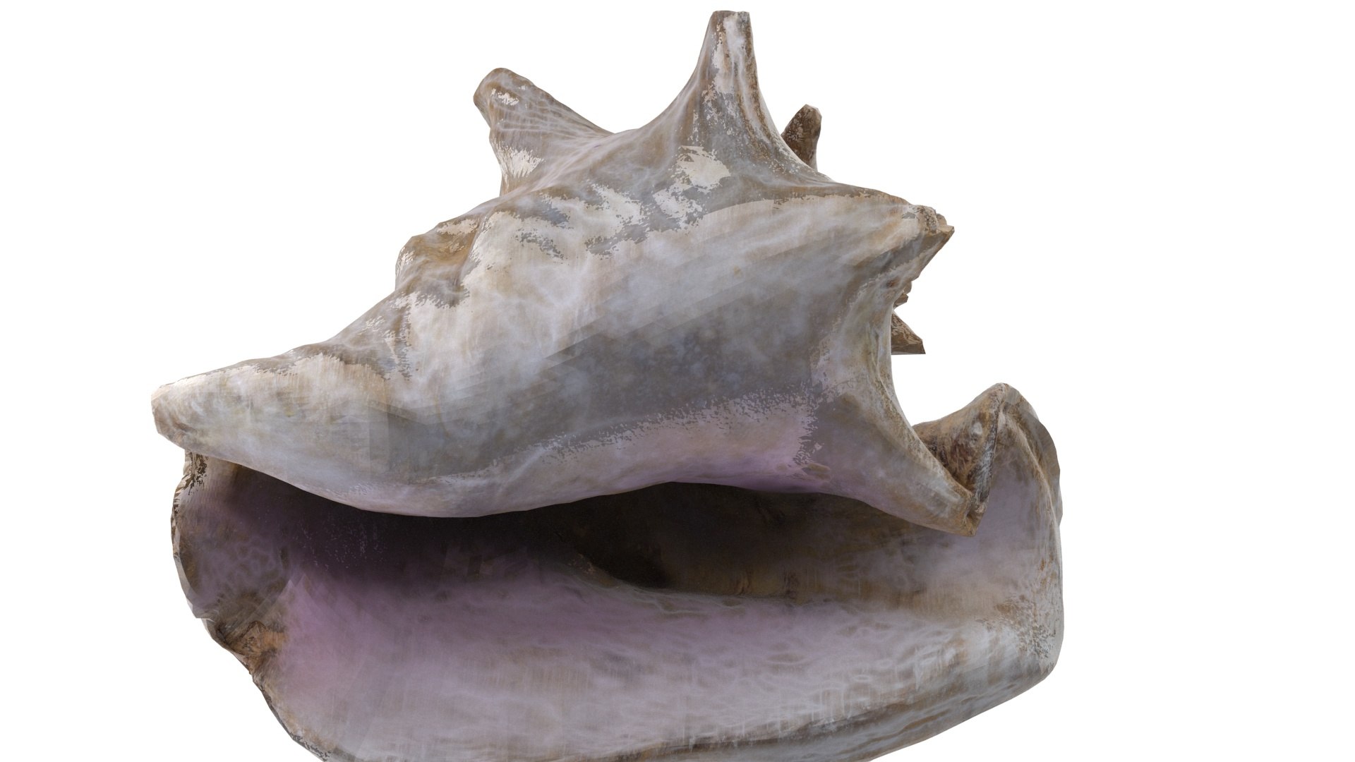 - version 3D model https://p.turbosquid.com/ts-thumb/NY/lYDmXK/ioa5QuRg/shell_01_.rgb_color.0135/jpg/1559749462/1920x1080/fit_q87/9077bdde217e5f5b195df4b6965beb2164eaf772/shell_01_.rgb_color.0135.jpg