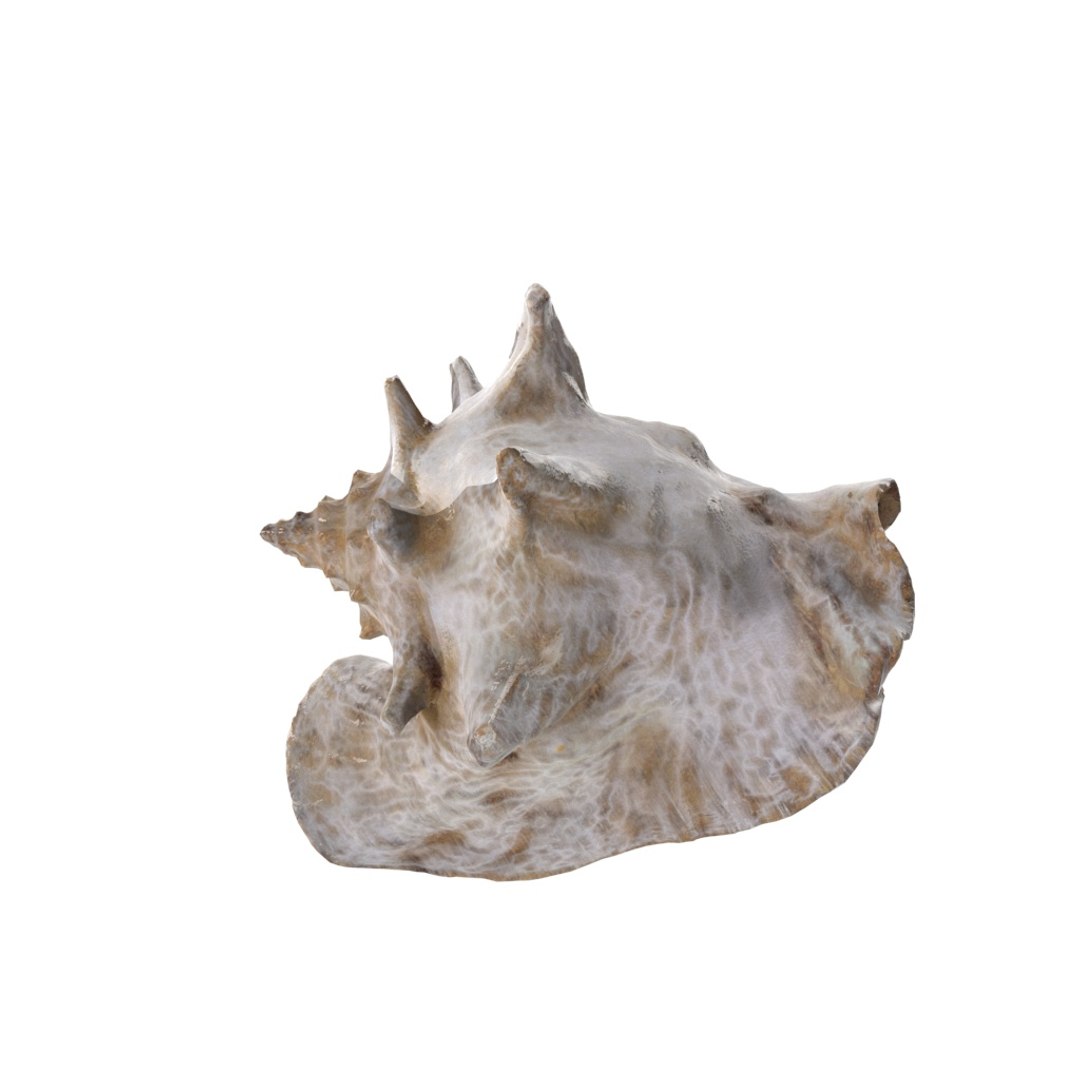 - version 3D model https://p.turbosquid.com/ts-thumb/NY/lYDmXK/l0ustHm3/shell_01_.rgb_color.0162/jpg/1559749462/1920x1080/fit_q87/f28435d3a372b22fb48437e1b94902e215826496/shell_01_.rgb_color.0162.jpg