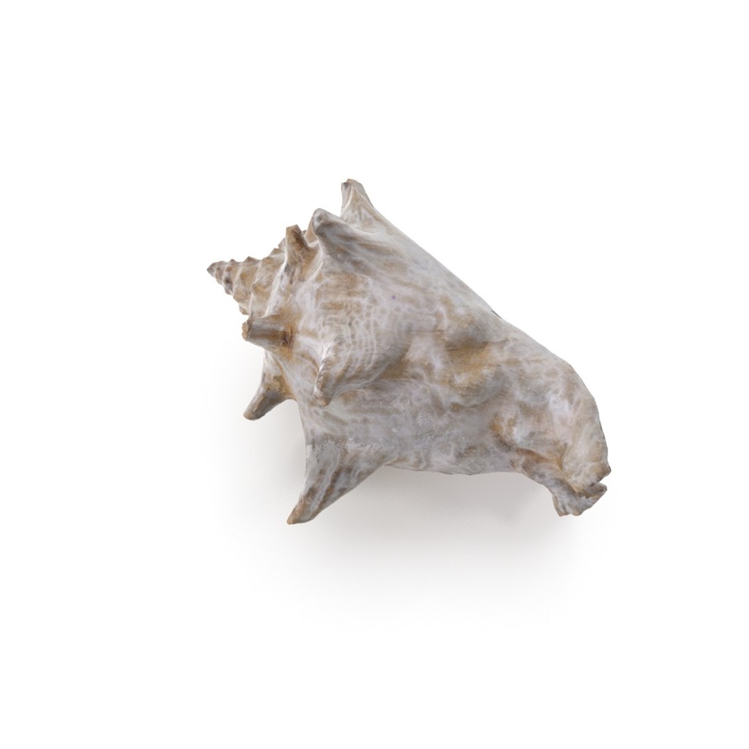 - version 3D model https://p.turbosquid.com/ts-thumb/NY/lYDmXK/uP1A2tPY/shell_01_.rgb_color.0035/jpg/1559749462/1920x1080/fit_q87/68c8c73fe2d836a02fde34daf21c629de8dc555a/shell_01_.rgb_color.0035.jpg