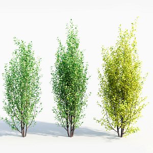 3D Rhamnus Frangula d