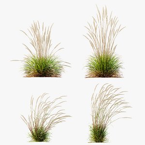 AV Calamagrostis Acutiflora Karl Foerster 3D