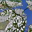 Boston City