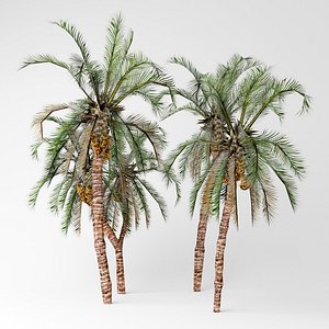 Date palms 3D model