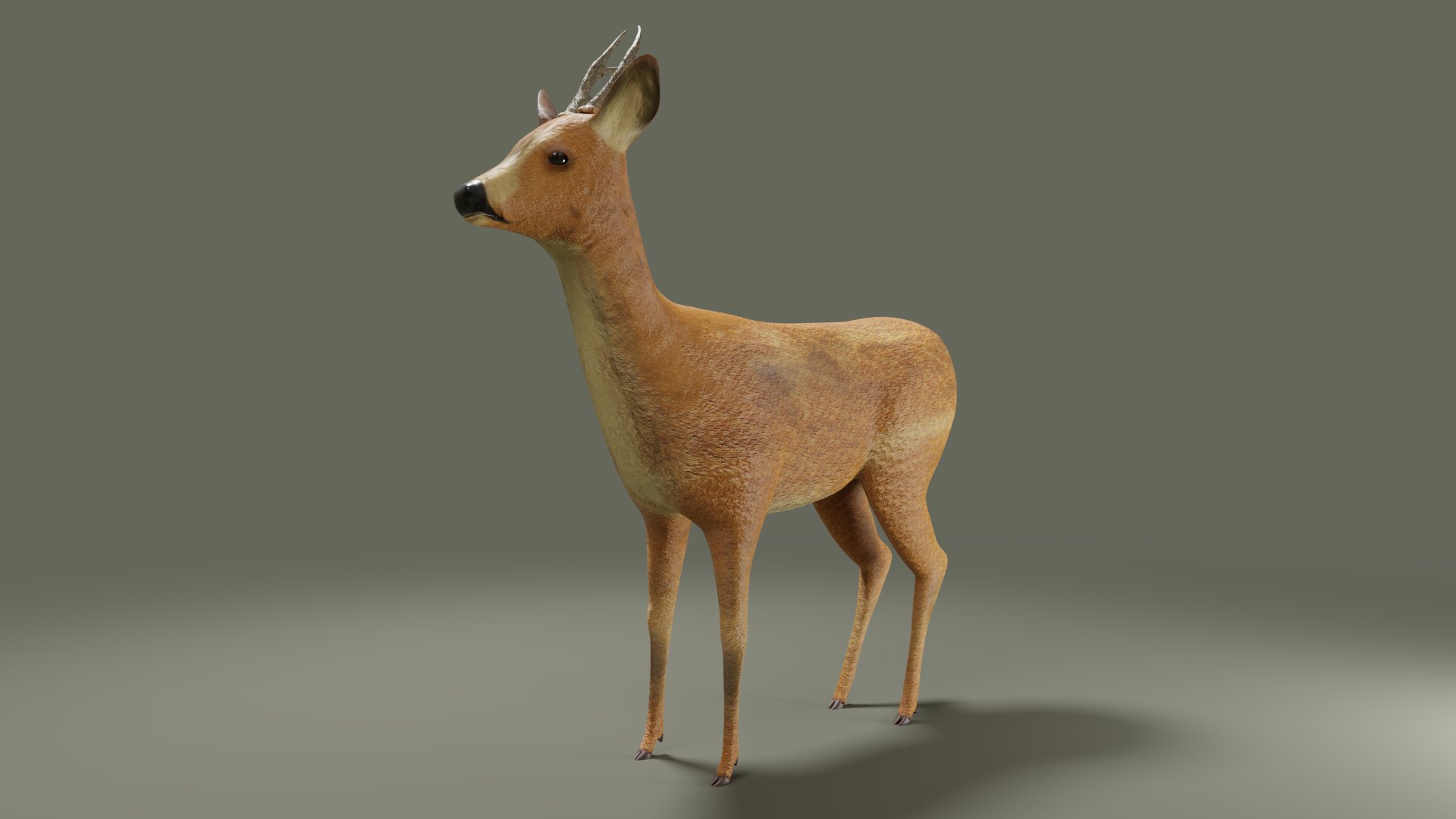 3D Roe Deer Rigged - TurboSquid 1258968
