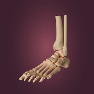 skeletal foot 3D model