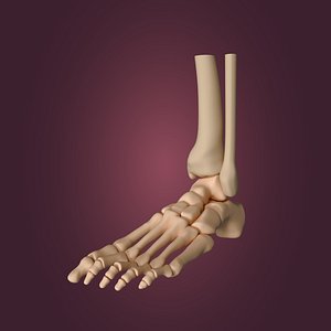 Skeletal foot