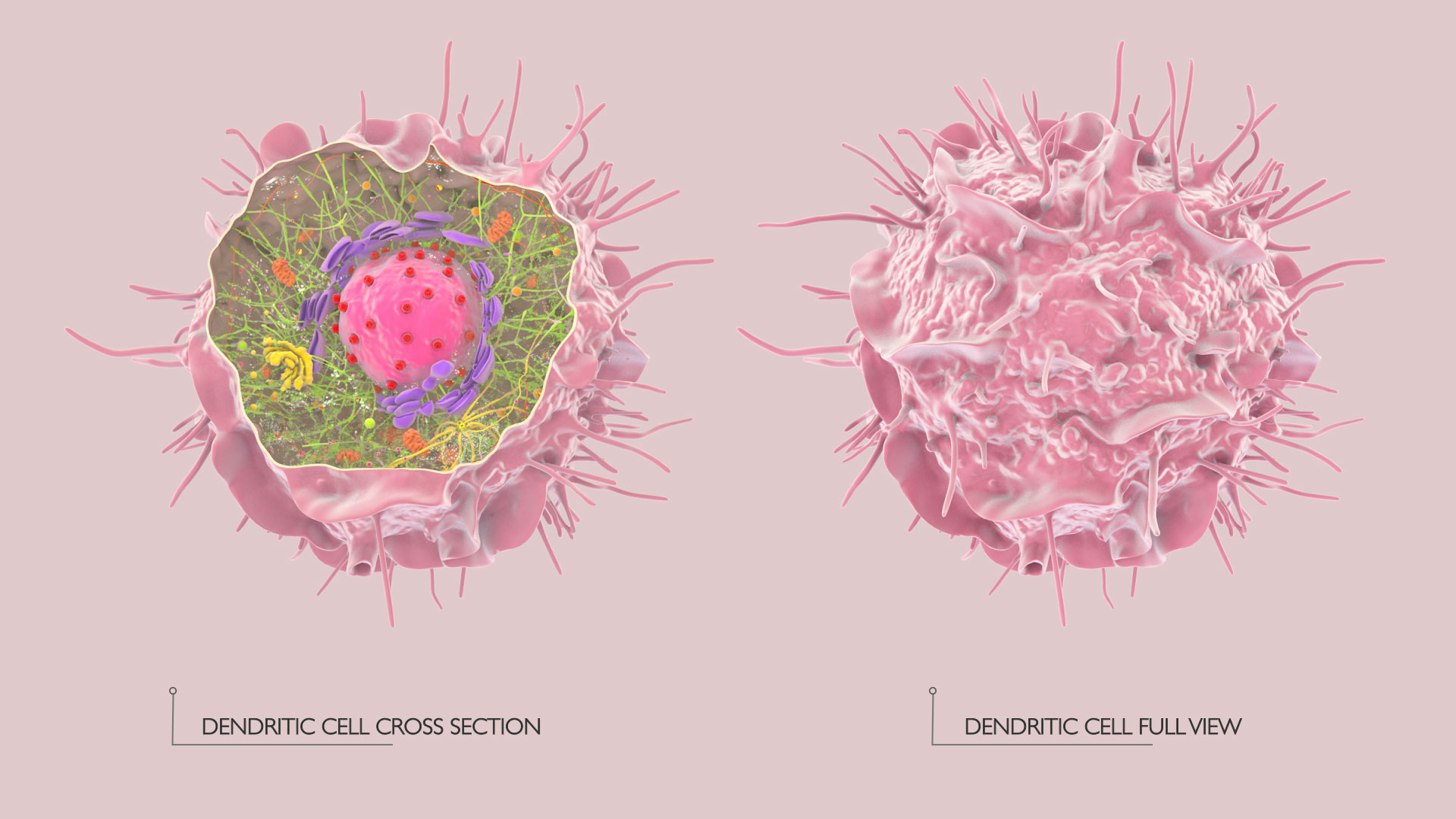 3D Human  Immune Cell model https://p.turbosquid.com/ts-thumb/NZ/GqftKy/8c/dcell360/jpg/1771534854/1920x1080/turn_fit_q99/dd310148226f71eae1049609658ac048e2e2eb90/dcell360-1.jpg